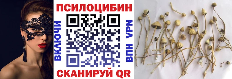 где найти наркотики  Гурьевск  Псилоцибиновые грибы мицелий 